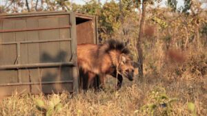 Unindo criatividade e responsabilidade social, a artesã Isabel Doering Muxfeldt resolveu colocar suas mãos para trabalhar em prol da sustentabilidade e também da valorização regional