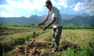 agricultura agricultor plantio