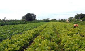 agropecuária lavoura rural campo agricultura familiar