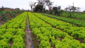 horta agricultura familiar agronegocio plantacao campo rural