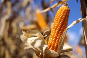 milho safra safrinha agronegocio producao agricola