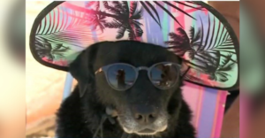 laika cachorra praia cadela canasvieira santa catarina meme 2022