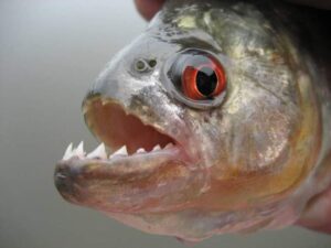 piranha