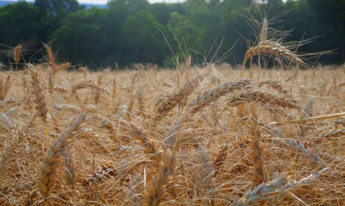 trigo lavoura agronegocio campo rural