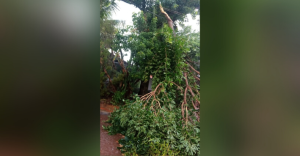 arvore queda caiu nova campo grande chuva previsao moradores bairro