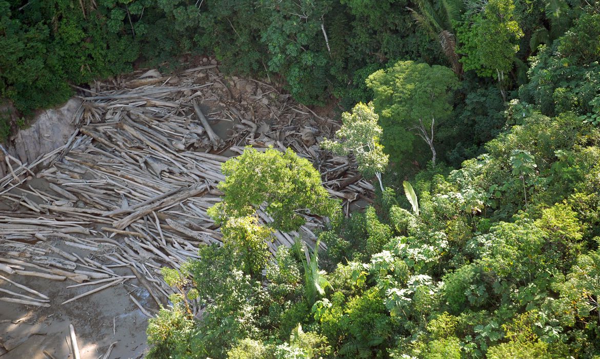 desmatamento amazonia floresta arvore madeira ilegal