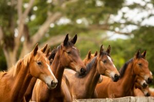 cavalo cavalos