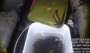 Peixes