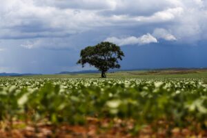 plantação soja agronegócio