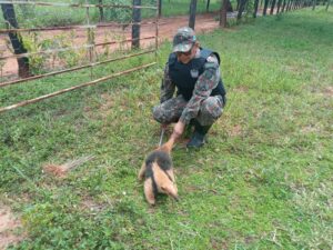 tamandua