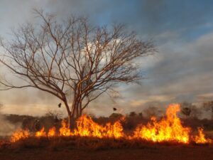 queimadas pantanal