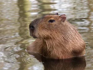 capivara