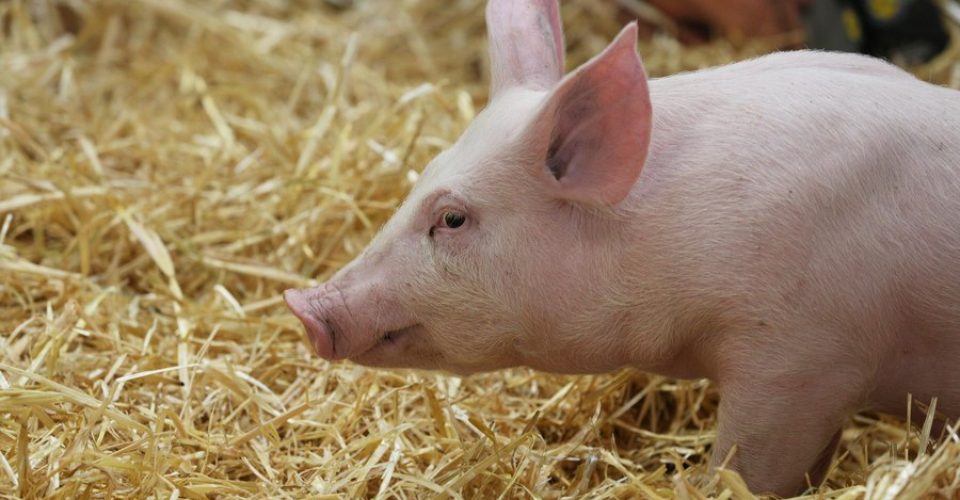 Foto: Um suíno é visto durante o dia de abertura da 57ª Feira Internacional de Agricultura no centro de exposições Porte de Versailles, em Paris, França, em 22 de fevereiro de 2020/Gao Jing