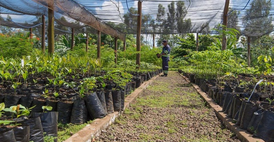 Águas Guariroba celebra Dia da Árvore com o plantio de 500 mudas nativas no Parque dos Poderes