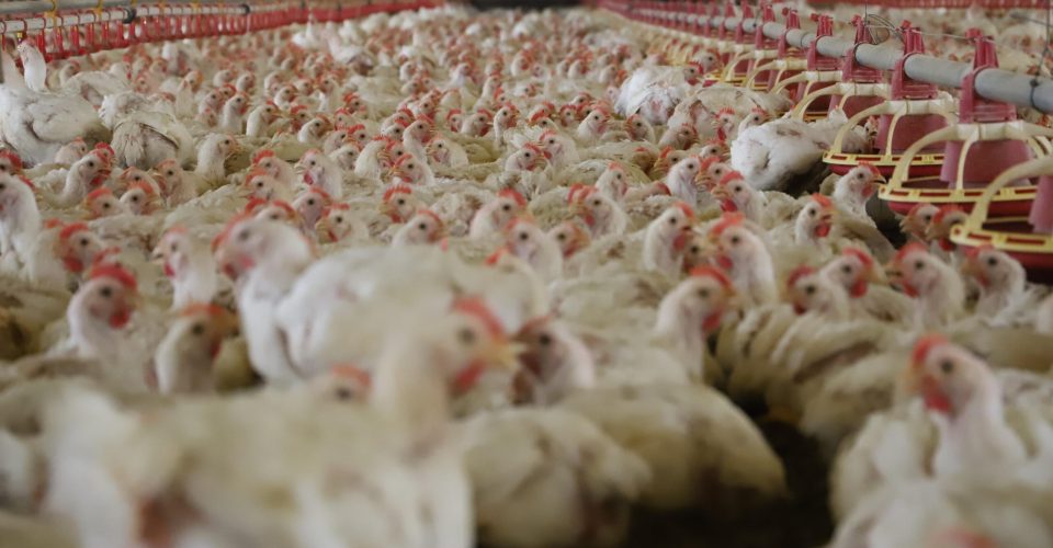 frango carne exportacao producao ms mato grosso do sul avicultura