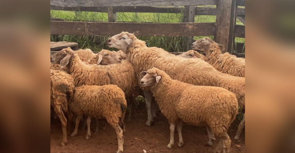 ovinho caprino producao corte abate agronegocio ms mato grosso do sul