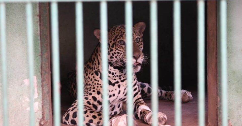 Animal estava em manilha de uma fazenda em Miranda e chegou à Campo Grande para recuperação - Foto: Bruno Rezende