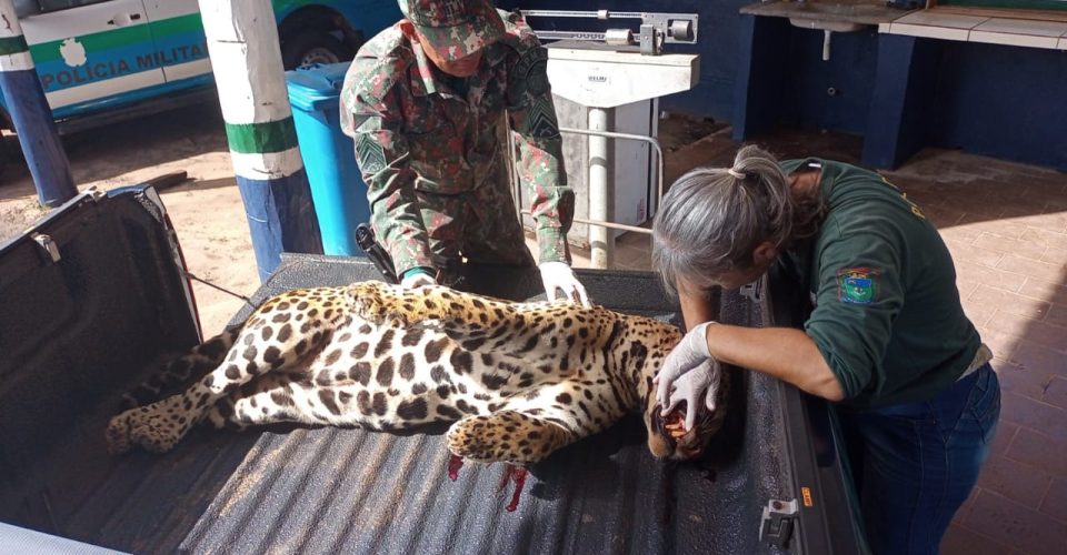 Foto: Divulgação/Polícia Militar Ambiental