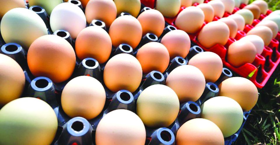 De acordo com os
pesquisadores, a
queda nas cotações
se acentuou na 2ª
quinzena de outubro - Foto: Reprodução