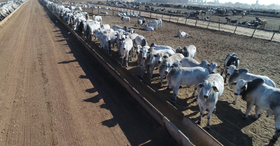 Foto: Divulgação/FMG