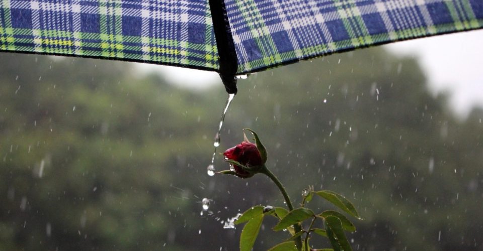 Mato Grosso do Sul clima tempo previsão guarda chuva flor chuva chovendo rosa