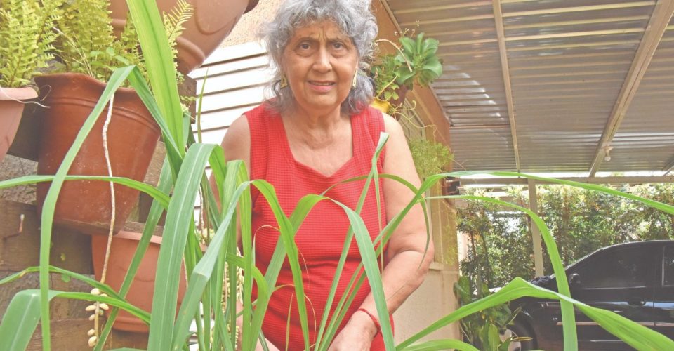 Rosângela da Silva plantas mosquitos pernilongos dengue