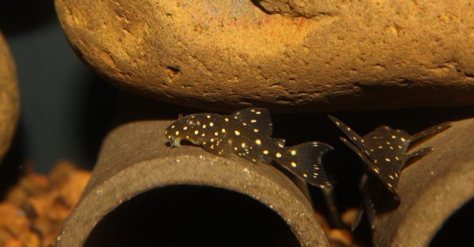 cascudo peixe Hypancistrus sp bioparque pantanal