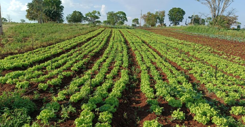 plantação_horta_cultivo