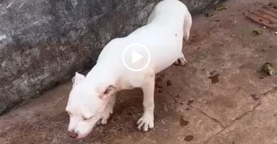 Foto: Filhote de pitbull foi encontrado no local sem água e comida para manter segurança das drogas/Depac/Reprodução