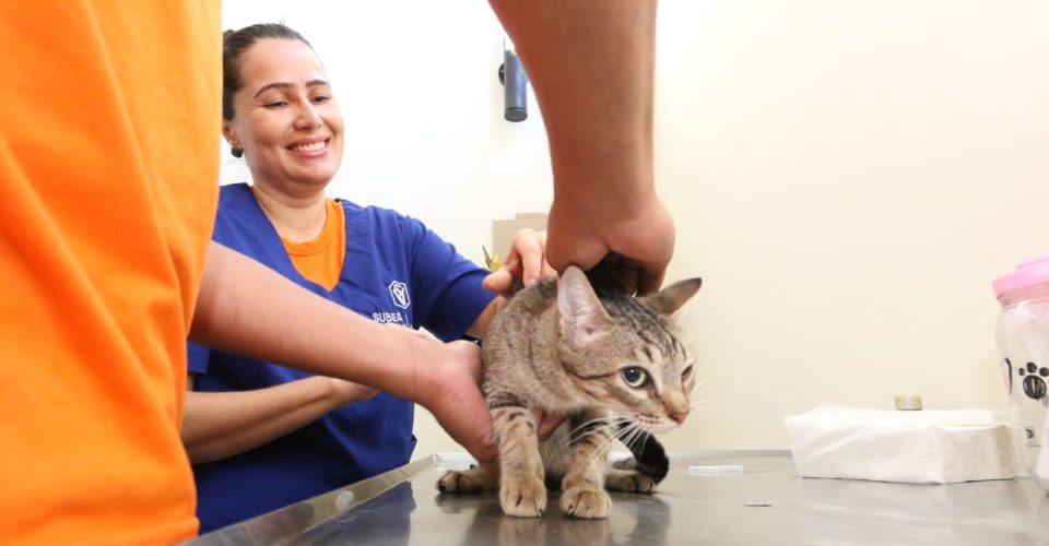 castração_consulta_veterinário_pet