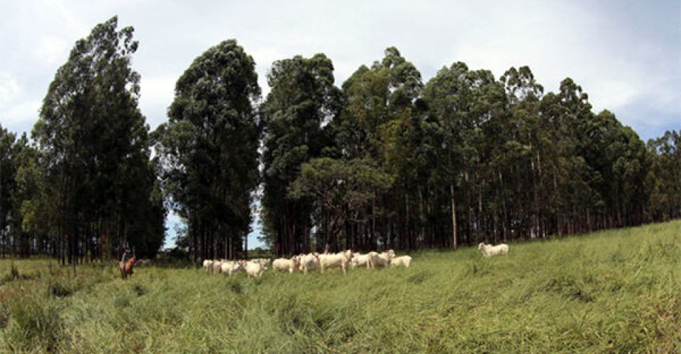 G20 foca na sustentabilidade para a produção no campo