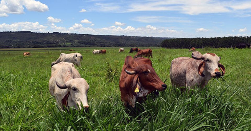 Prova de novilhas na Embrapa