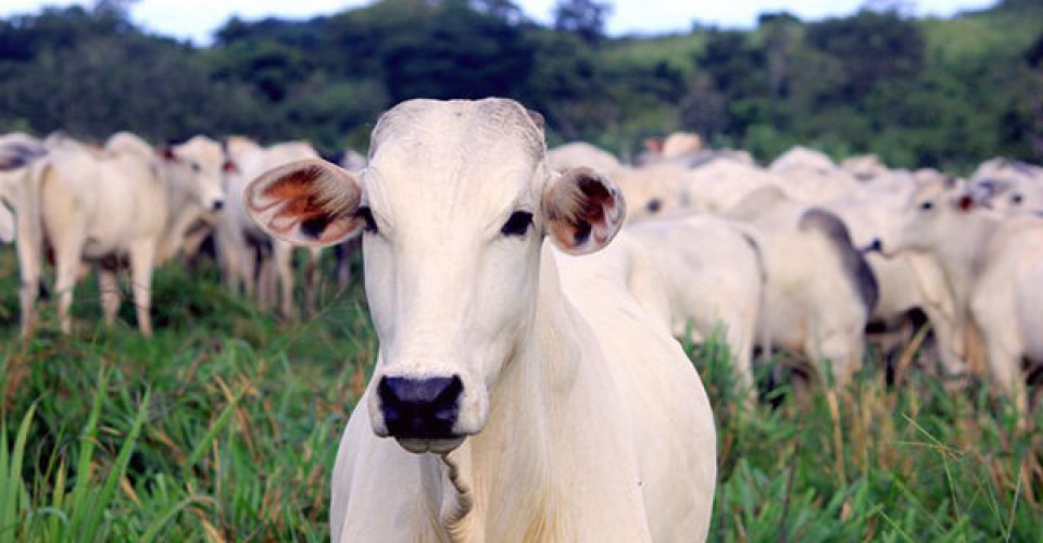 Valor da produção rural supera R$,1,0 trilhão