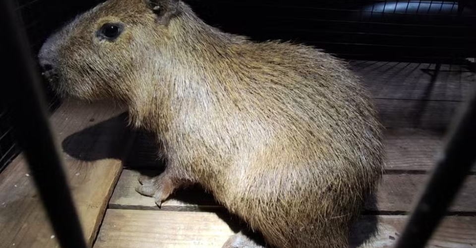 Filhote de capivara foi resgatado em boca de fumo de Dourados - Foto: PMA/ Reprodução