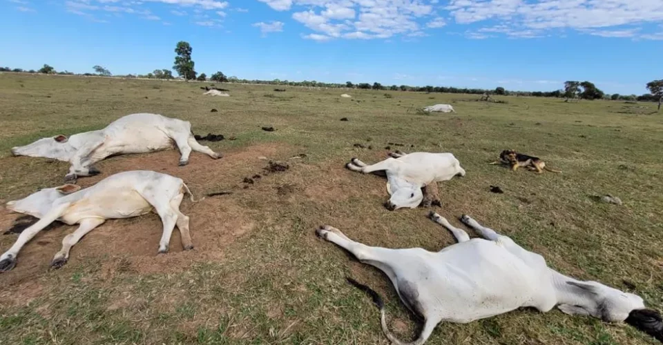 Foto: Divulgação/Iagro